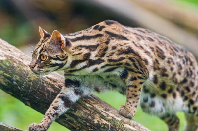 Leopard Cat 2