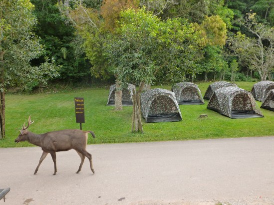 Tents and a deer in Khao Yai National Park. Flickr, Guillaume Capron