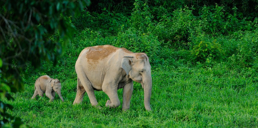 Asian Elephant, Elephas maximus, mother and calf in Kui Buri national park. Flickr, Tontan Travel