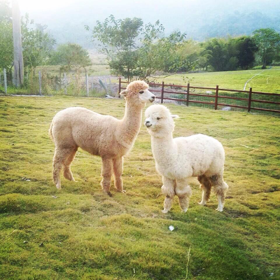 alpaca hill suan phueng